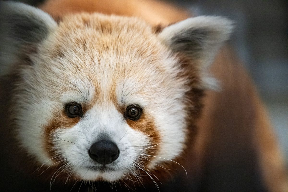 Lake Superior Zoo introduces Red Panda, Zoozee