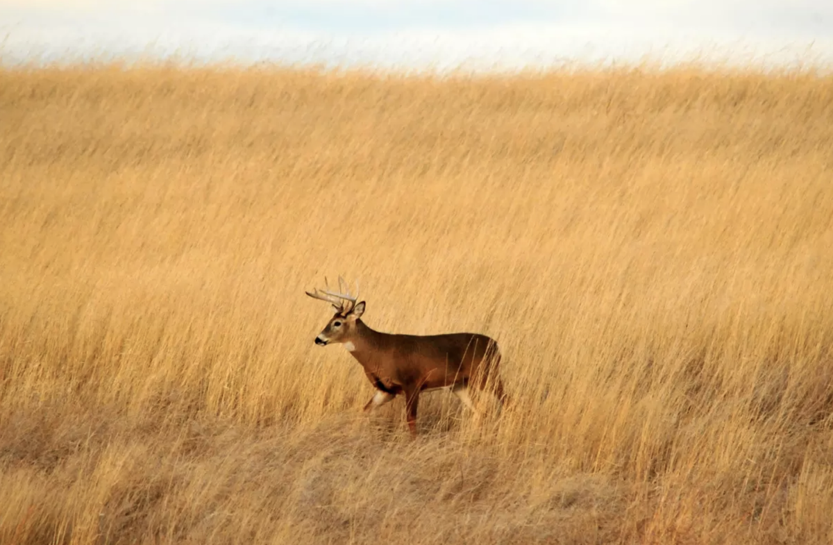 The cost of managing Minnesota’s deer: 33 million bucks