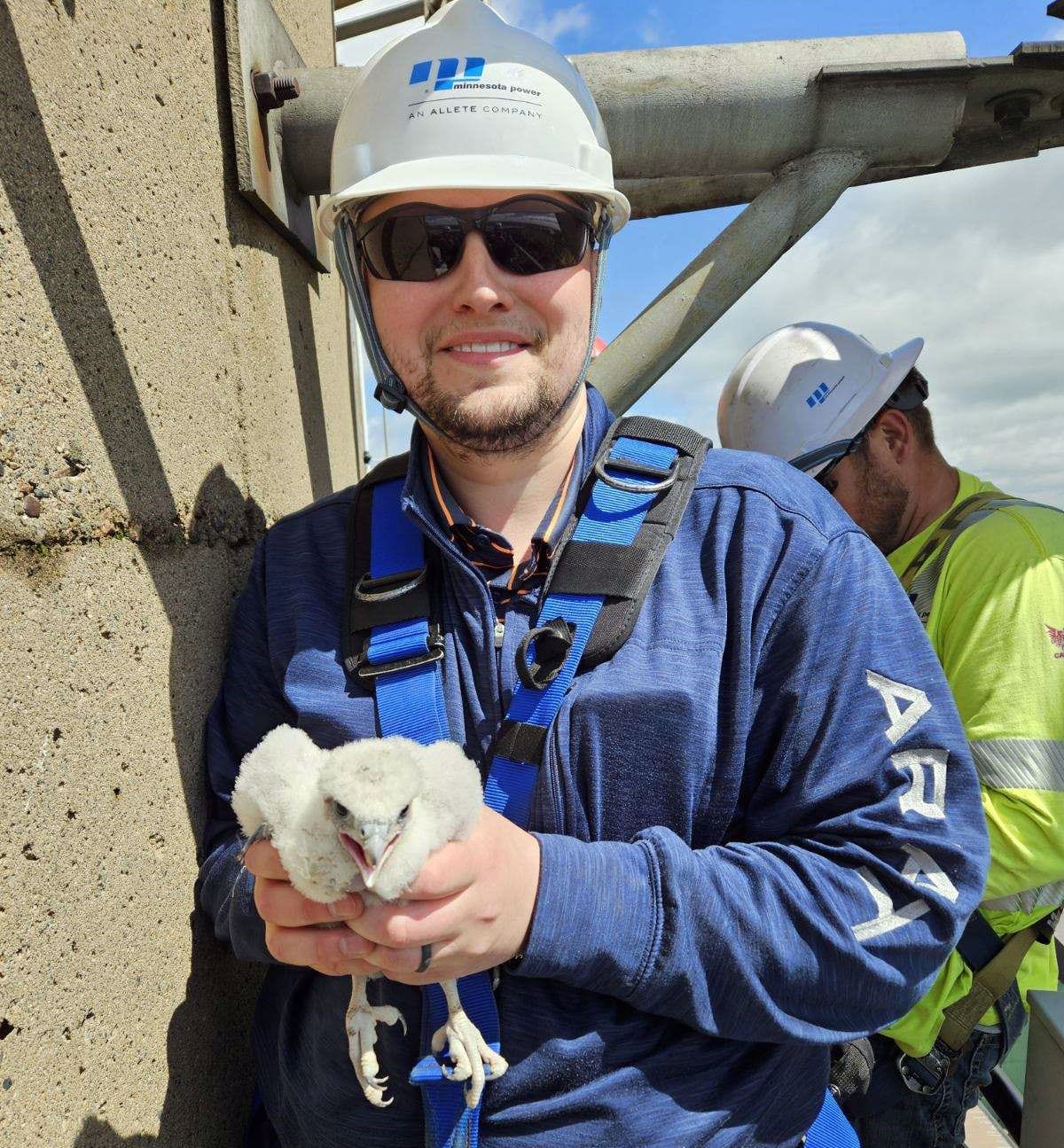 Falcon chicks at productive Minnesota Power nest site sport names from Cohasset first-graders and ID bands